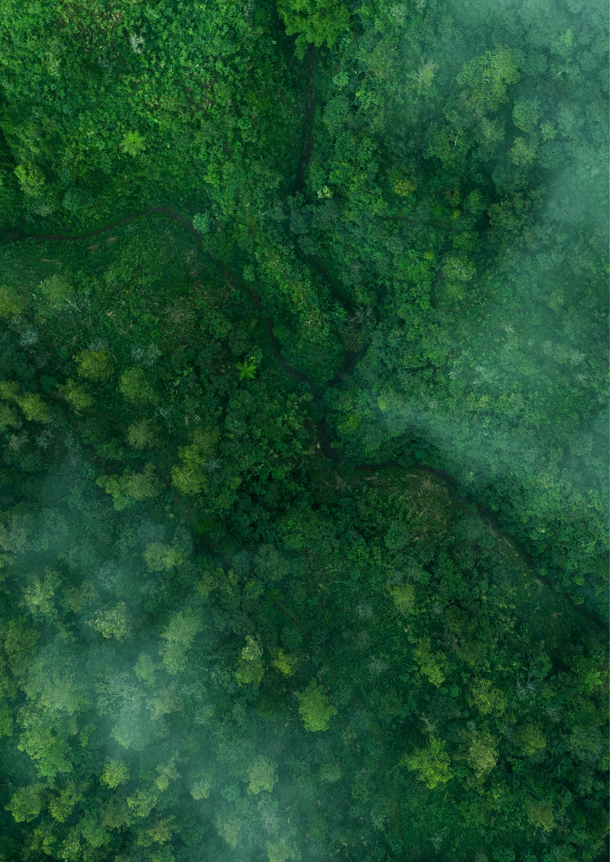 Drone aerial shot of green tropical forest from above.