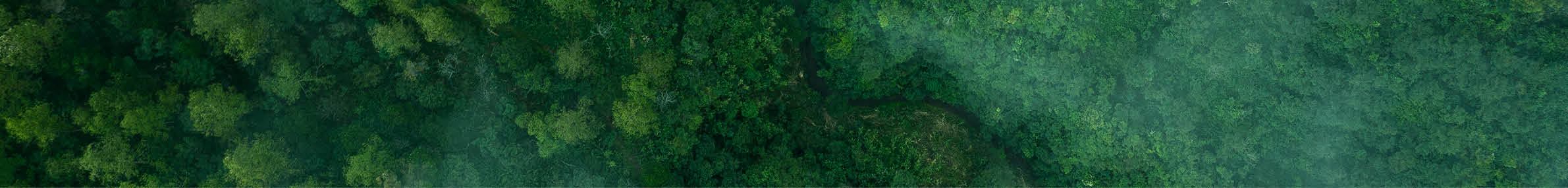 Drone aerial shot of green tropical forest from above.