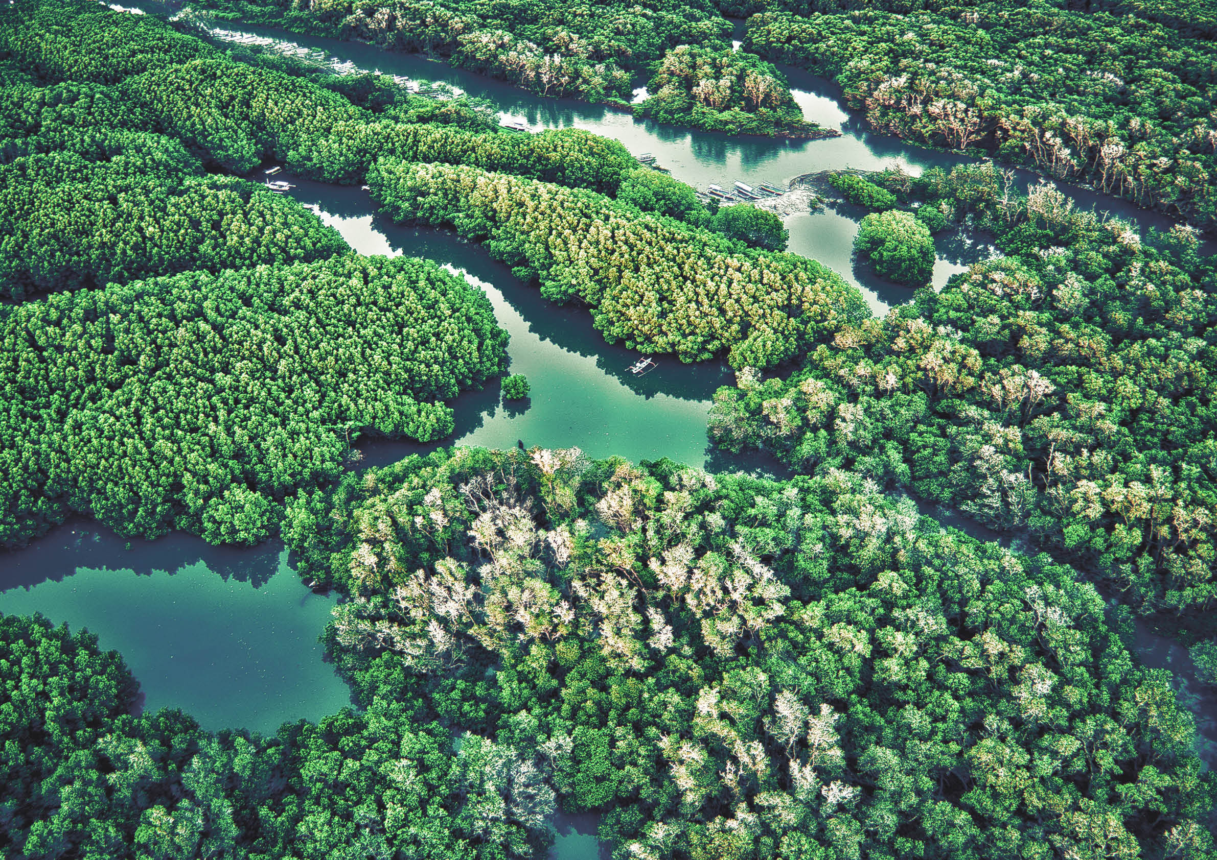 HIGH ANGLE VIEW OF FRESH GREEN PLANTS IN FARM