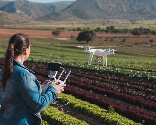young technical women flying a drone on a lettuces field