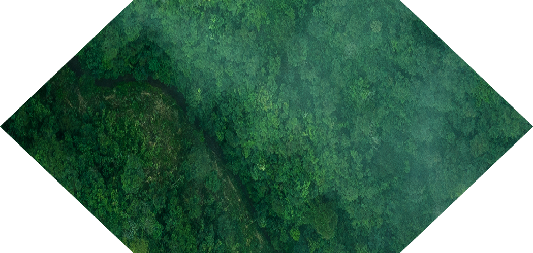 Drone aerial shot of green tropical forest from above.